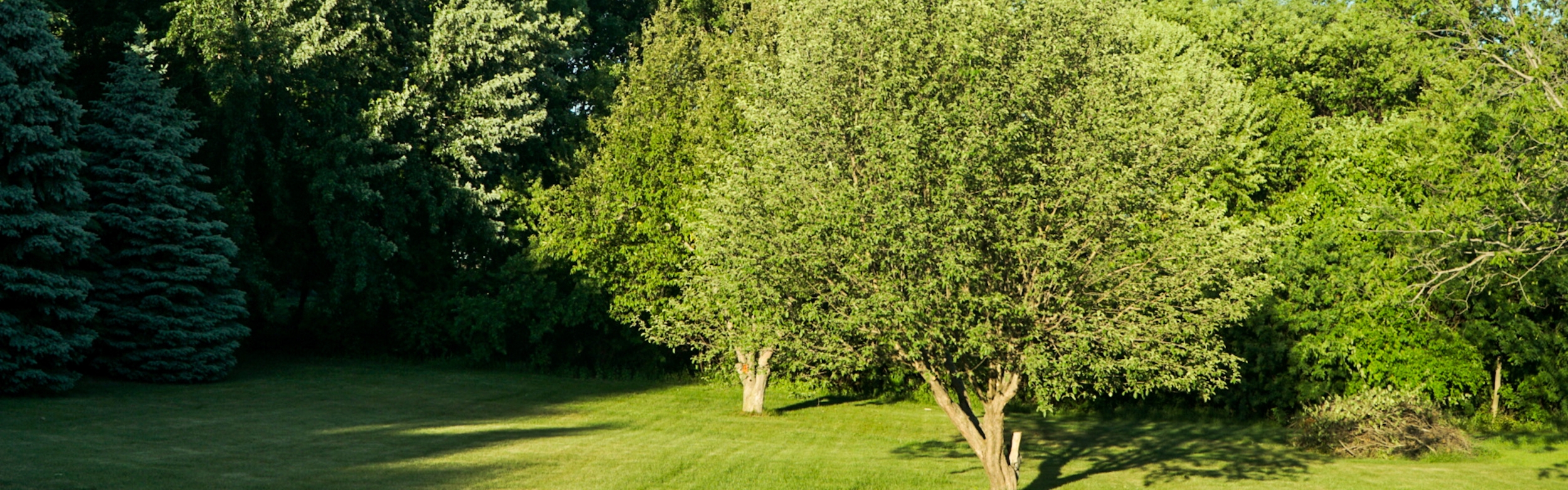 choosing-a-tree service _ Martin’s Tree Service