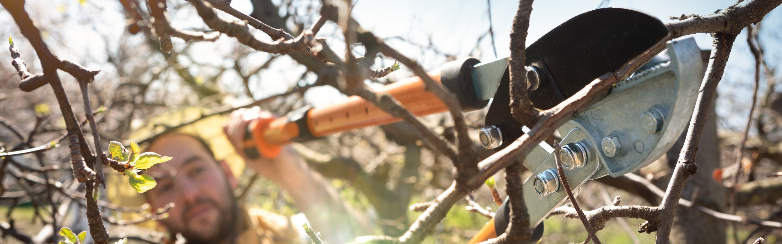 summer mulching _ Martin’s Tree Service