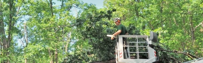 Tree Care