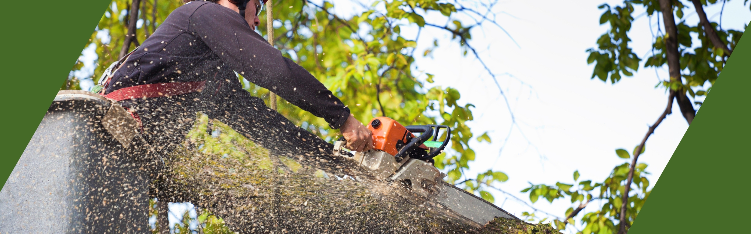 Choosing A Tree service _ Martins Tree Service