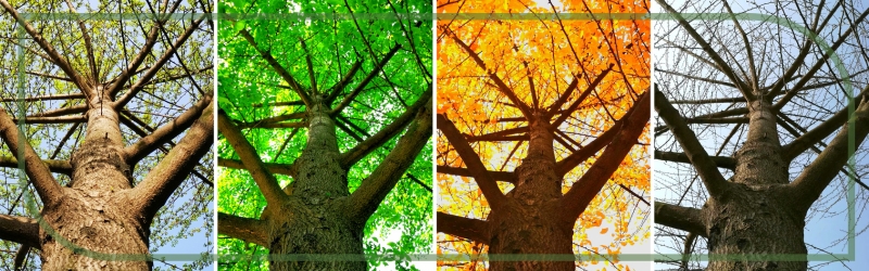 How Seasonal Changes Affect Tree Pruning Practices