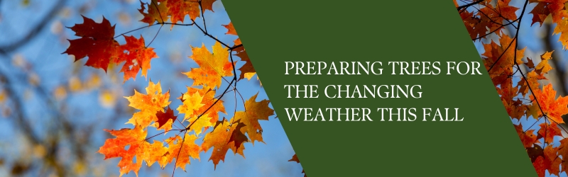 how-to-prepare-your-trees-for-the changing-weather-this fall - MARTIN'S TREE SERVICE INC. how to prepare your trees for the changing weather this fall