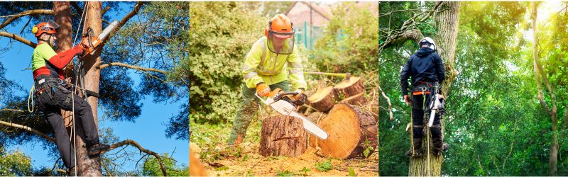 The Benefits of Hiring a Certified Arborist for Your Tree Care Needs
