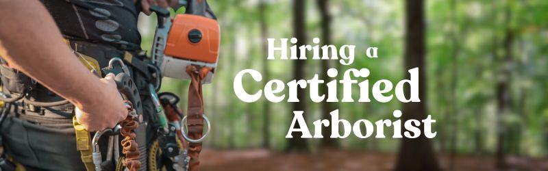 Hiring A Certified Arborist