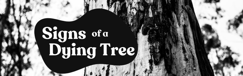 Signs Of A Dying Tree