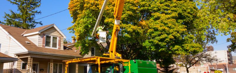 tree removal in Kitchener