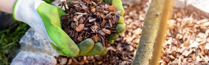 Applying a layer of mulch around the base of the tree acts as an insulator for the roots
