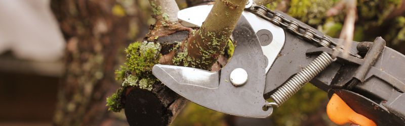 You'll discover expert winter tree pruning advice that is perfect for maintaining the health and beauty of your landscape