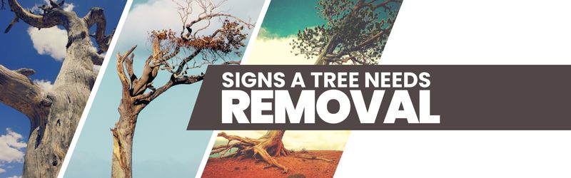 Is that majestic tree in your backyard starting to look a little less lively? Our latest blog dives into tree removal signs and what to look for.