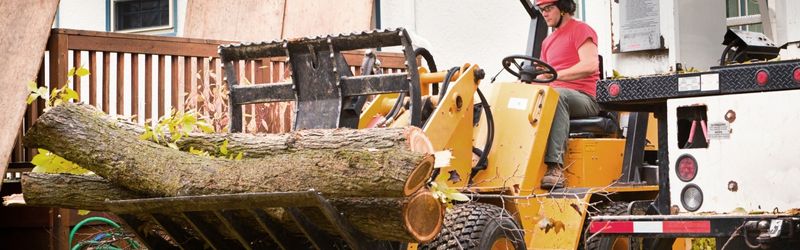 Identifying the key tree removal indicators is crucial in maintaining a safe and healthy landscape.