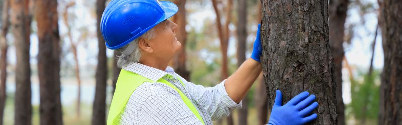 A professional arborist wearing a blue safety helmet, reflective vest, and gloves inspects the health and stability of a tree in a forested area.