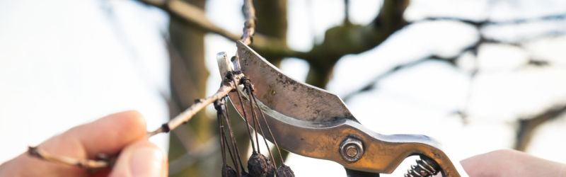  Our team at Martin’s Tree Service often recommends a winter pruning schedule for optimal health.