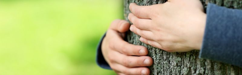 If you’re wondering about tree pest and disease prevention, it’s time to call the professionals at Martin's Tree Service for effective solutions.