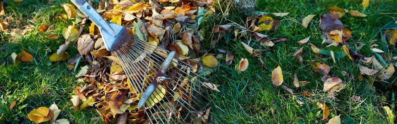 Removing fallen leaves and debris reduces the risk of fungal spores overwintering and spreading.