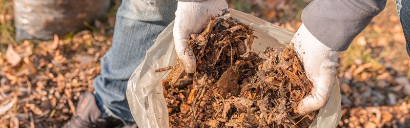 By encouraging beneficial insects and birds, you can create a natural balance that keeps harmful insects at bay.