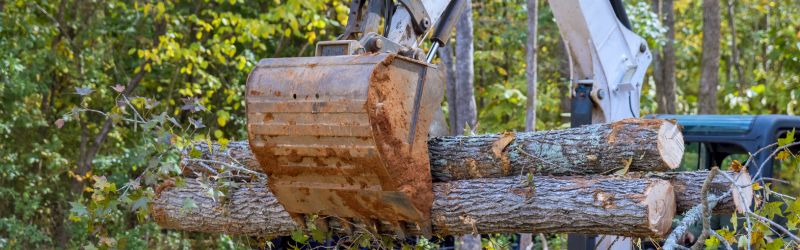 An excavator lifting cut tree logs during a storm cleanup operation in a wooded area, showcasing the importance of professional tree removal services.