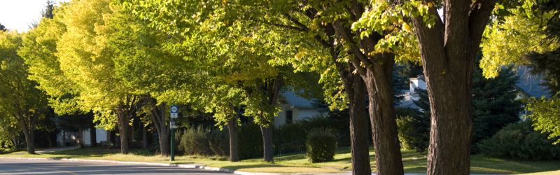 A row of healthy, well-maintained trees lining a residential street, creating a shaded and picturesque neighborhood environment.