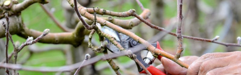 Close-up of a person pruning tree branches with red-handled pruning shears, emphasizing proper tree maintenance for health and biodiversity.