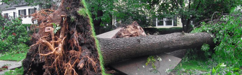 A large tree uprooted and fallen onto a sidewalk and lawn, showcasing the aftermath of severe weather in a residential neighborhood.