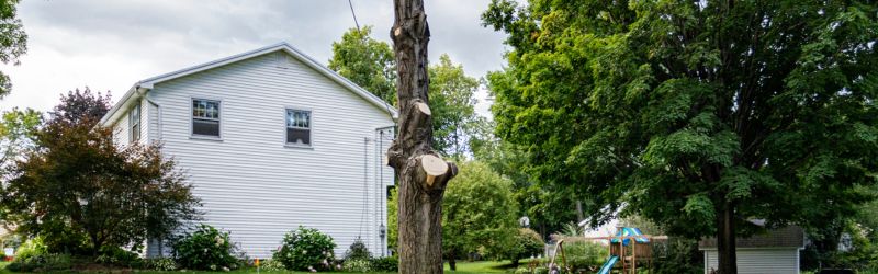 Partially removed tree in a residential yard with a white house in the background, surrounded by greenery and a playground.