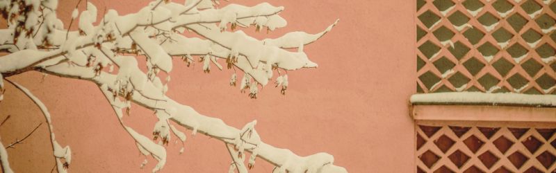 Pruning 101_ Essential Techniques for Healthier Trees