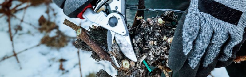 Close-up of a person wearing gloves using pruning shears to trim a plant in winter, with snow-covered ground in the background.