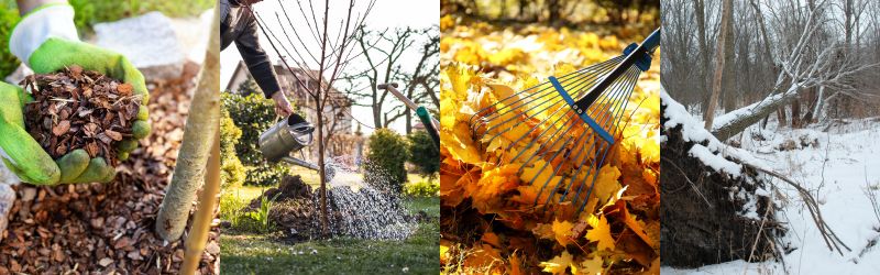 Seasonal Tree Care – Mulching, Watering, Leaf Cleanup, and Winter Protection