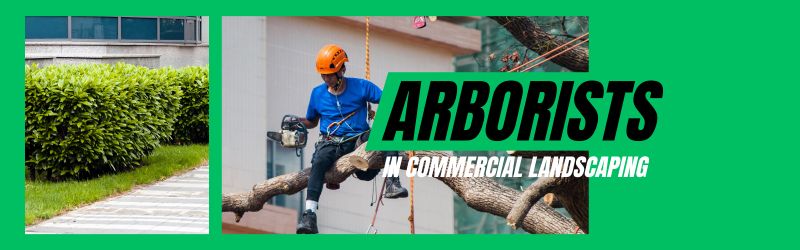 The Role of Arborists in Commercial Landscape Management - MARTIN'S TREE SERVICE INC. Arborists in Commercial Landscaping – Professional Tree Care Services