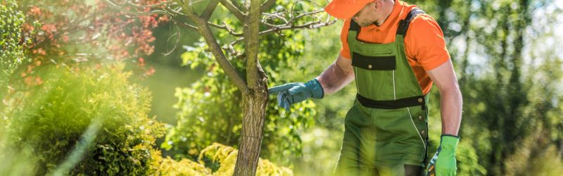 Arborist Inspecting Tree for Diseases and Health Issues