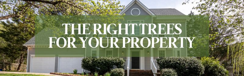 Banner_ The Right Trees For Your Property - MARTIN'S TREE SERVICE INC. Kitchener home with well-landscaped trees and shrubs, representing the benefits of selecting the right native and drought-tolerant trees for your property.