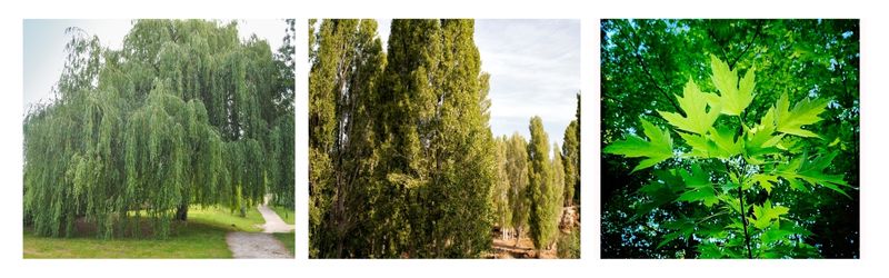 Images of willow, poplar, and silver maple trees—common tree species with invasive root systems that can damage home foundations if planted too close.