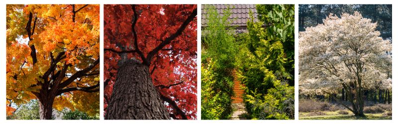 The Right Trees_ Top Native Trees For Kitchener Landscapes - MARTIN'S TREE SERVICE INC. Collage of native trees in Kitchener, including Sugar Maple with orange leaves, Red Oak with deep red foliage, Eastern White Cedar used as privacy hedge, and blooming Serviceberry in spring.