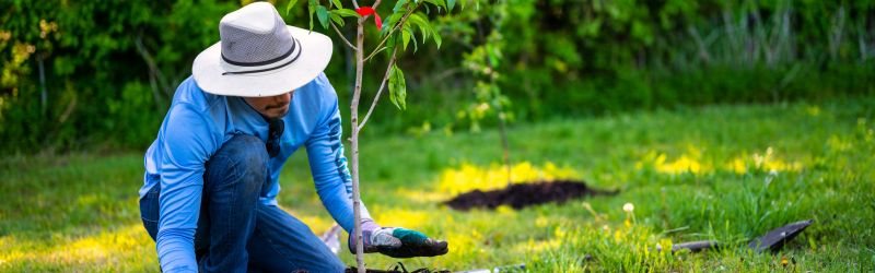 The Right Trees_ Why Consider Professional Help - MARTIN'S TREE SERVICE INC. Tree care specialist planting a sapling with proper technique, promoting professional tree planting and landscaping services in Kitchener for sustainable outdoor spaces.
