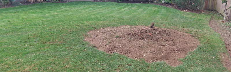 What to Do With Sawdust: Creative Uses for Stump Grinding Residue