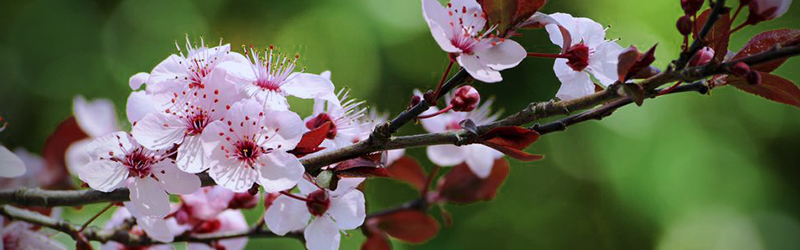 Should Flowering Trees Be Pruned in Spring