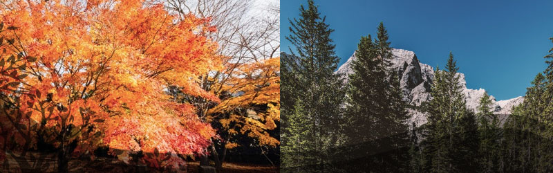 difference between coniferous and deciduous trees