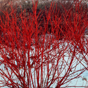 red twig dogwood