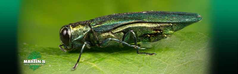Will Winter Weather Help Protect Trees From Emerald Ash Borer
