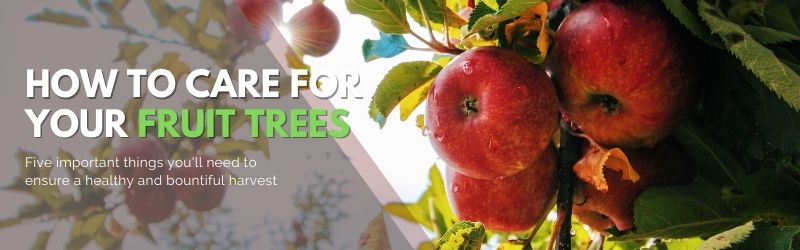 How to Care for Your Fruit Trees in Early Spring