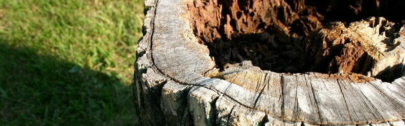 Should You Leave A Stump in Your Yard