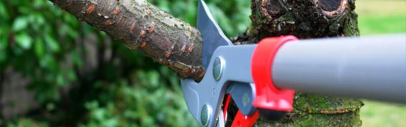 Pruning: One of the Worst Maintenance Practices