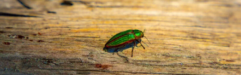 When Did The Emerald Ash Borer Become A Problem In Ontario?
