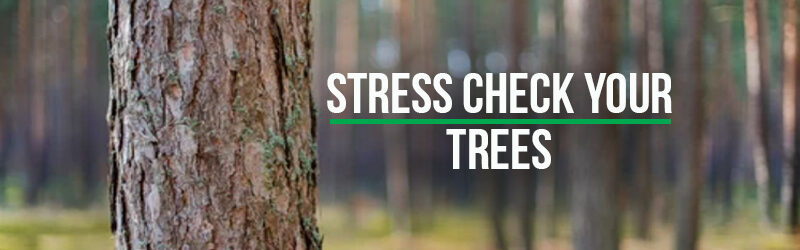 Signs Your Trees Are Stressed