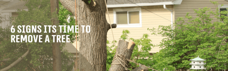 6 signs it’s time to remove a tree.