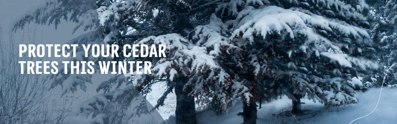 Protect Your Cedar Trees This Winter