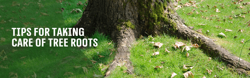 Tips for Taking Care of Tree Roots