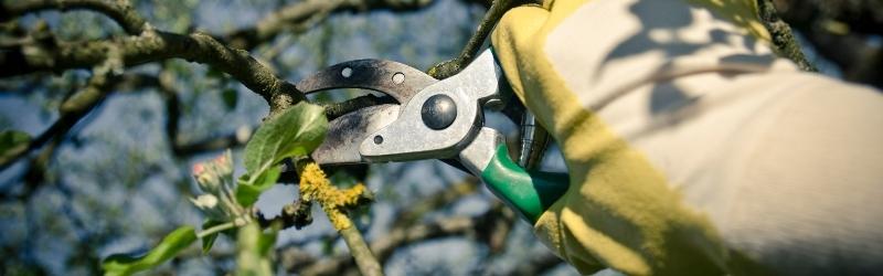 4 Signs You Need To Prune Your Trees in Kitchener