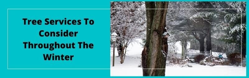 Tree Services To Consider Throughout The Winter