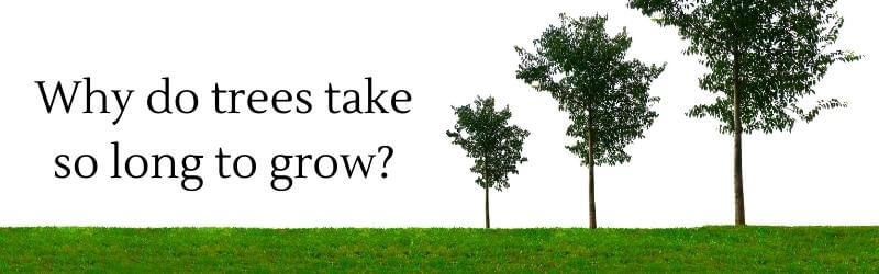 Why Do Trees Take So Long To Grow 