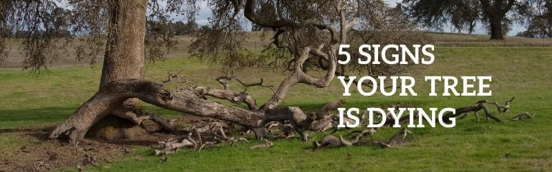 5 Signs Your Tree Is Dying